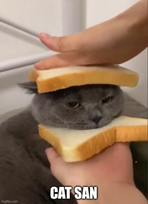 Cat Sandwich | CAT SANDWICH | image tagged in cat sandwich | made w/ Imgflip meme maker