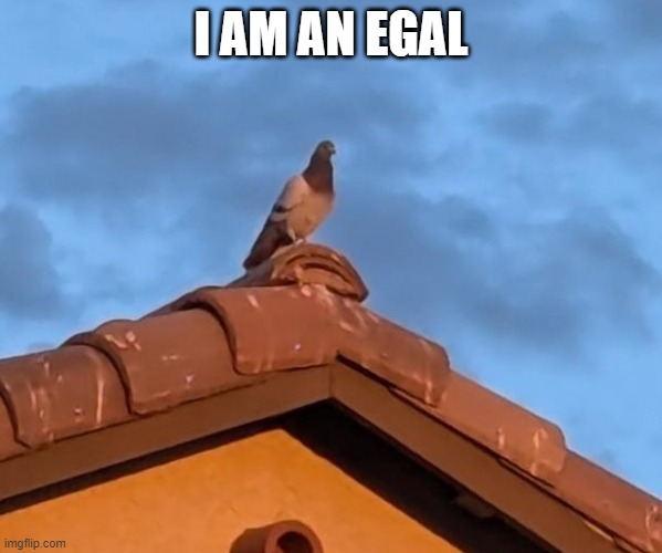 I am Birb! Very majestic! | I AM AN EGAL | image tagged in bird,eagle | made w/ Imgflip meme maker