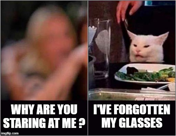 Blurriness ! | I'VE FORGOTTEN MY GLASSES; WHY ARE YOU STARING AT ME ? | image tagged in cats,woman yelling at cat,blurred,vision | made w/ Imgflip meme maker