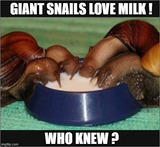 'Slurping Noises' | GIANT SNAILS LOVE MILK ! WHO KNEW ? | image tagged in snails,milk,slurping | made w/ Imgflip meme maker