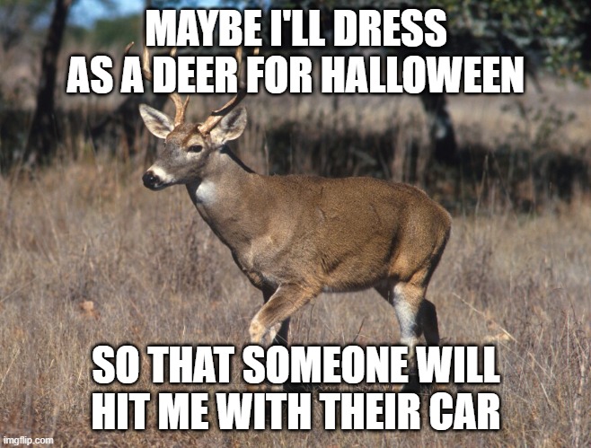 Dead Deer | MAYBE I'LL DRESS AS A DEER FOR HALLOWEEN; SO THAT SOMEONE WILL HIT ME WITH THEIR CAR | image tagged in deer | made w/ Imgflip meme maker