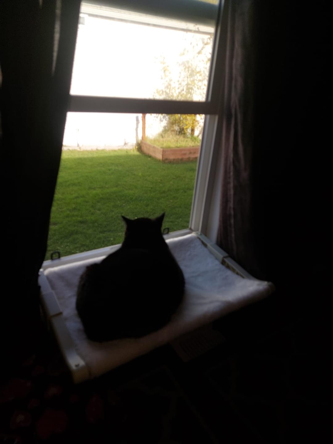 Cat looking out window Blank Meme Template