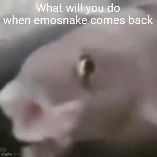 fih | What will you do when emosnake comes back | image tagged in fih | made w/ Imgflip meme maker