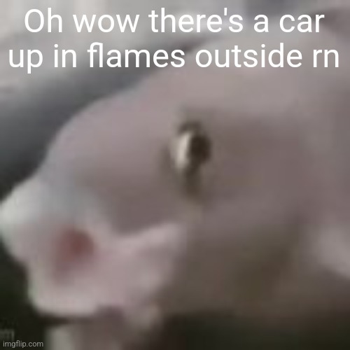 fih | Oh wow there's a car up in flames outside rn | image tagged in fih | made w/ Imgflip meme maker