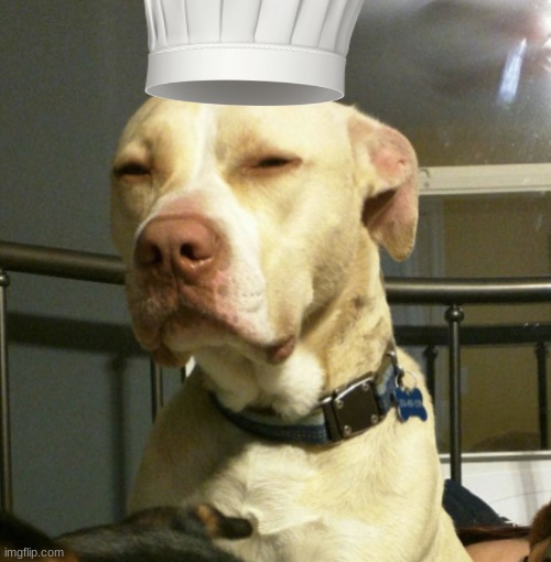 LMAO I THOUGHT IT HAD A CHEF HAT ON SO I PUT ONE ON | image tagged in what is wrong with you | made w/ Imgflip meme maker