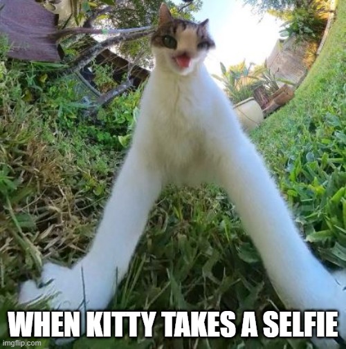 Cat Selfie | WHEN KITTY TAKES A SELFIE | image tagged in cats | made w/ Imgflip meme maker