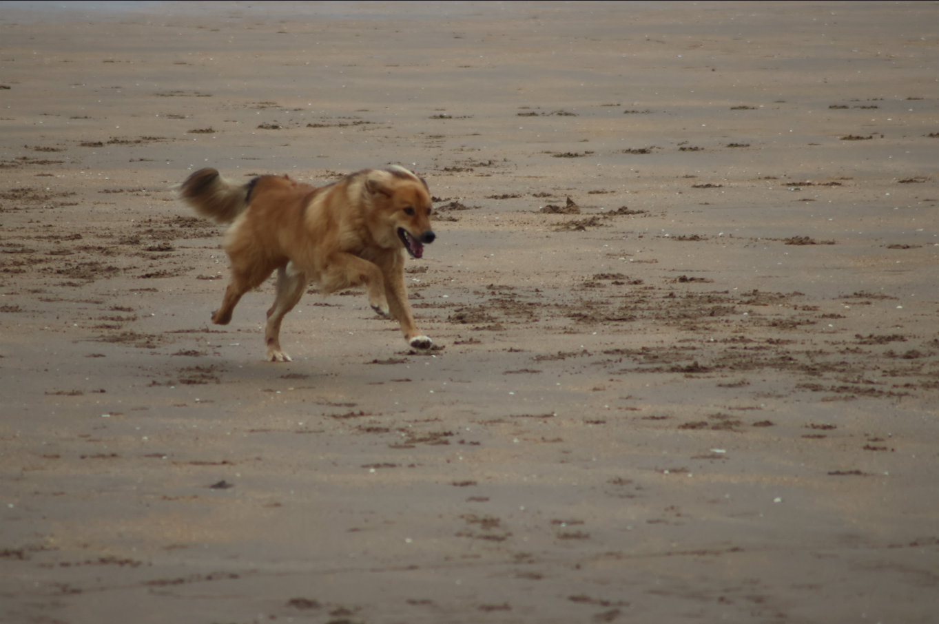 Dog running on beach Blank Meme Template