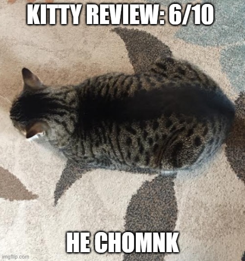 gato is yuuuge | KITTY REVIEW: 6/10; HE CHOMNK | image tagged in chunky gato | made w/ Imgflip meme maker