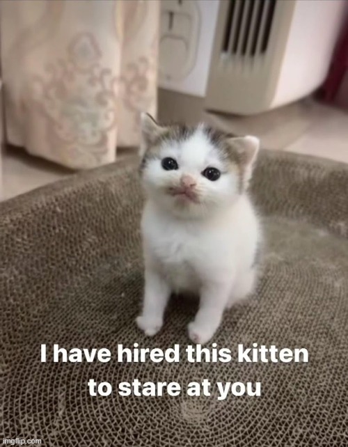 jus' a lil' guy | image tagged in cats,herbert | made w/ Imgflip meme maker