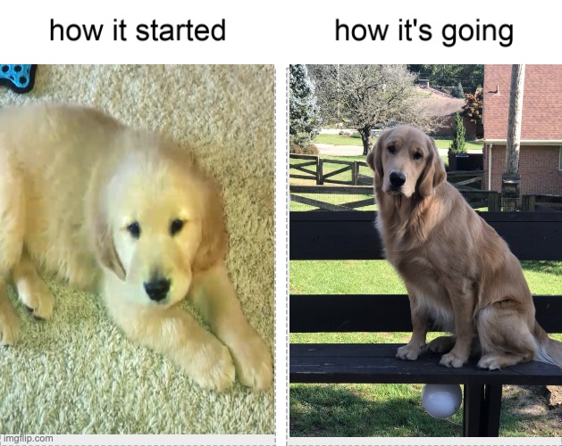 How it started vs how it's going | image tagged in how it started vs how it's going | made w/ Imgflip meme maker
