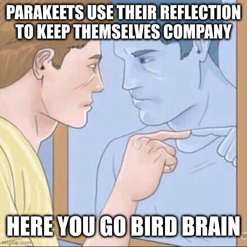 Pointing mirror guy | PARAKEETS USE THEIR REFLECTION TO KEEP THEMSELVES COMPANY; HERE YOU GO BIRD BRAIN | image tagged in pointing mirror guy | made w/ Imgflip meme maker