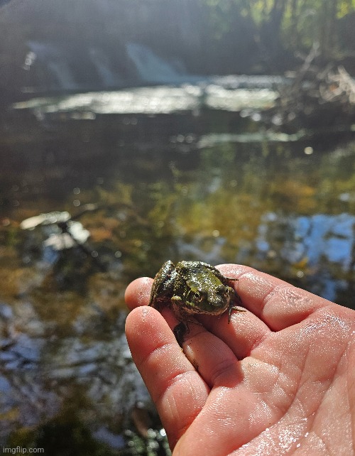 A LEOPARD FROG BY THE WATERFALLS | image tagged in frog,waterfall,nature | made w/ Imgflip meme maker