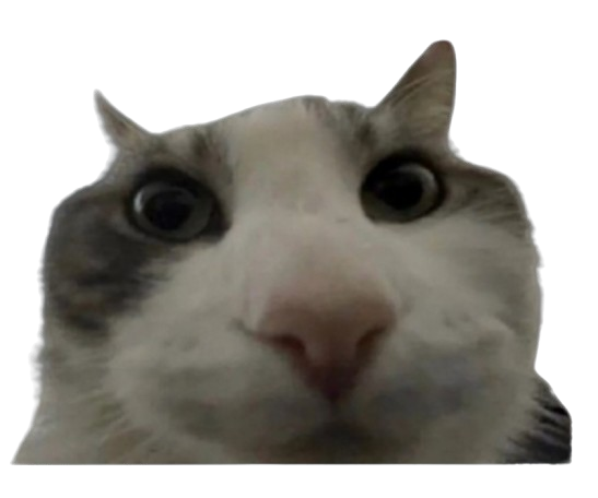 Catstare Blank Meme Template