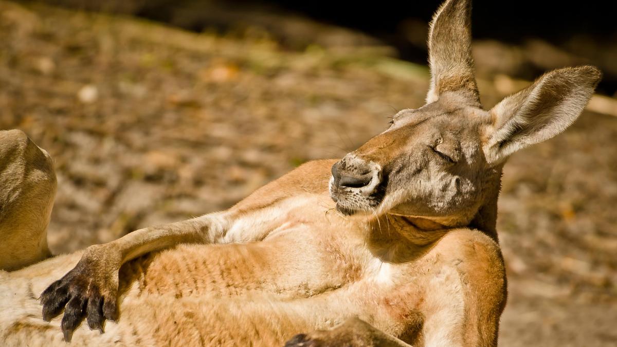 Kangaroo chill Blank Meme Template