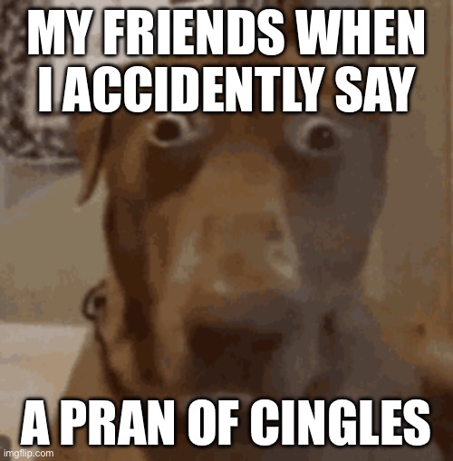 meme | MY FRIENDS WHEN I ACCIDENTLY SAY; A PRAN OF CINGLES | image tagged in funny,meme | made w/ Imgflip meme maker