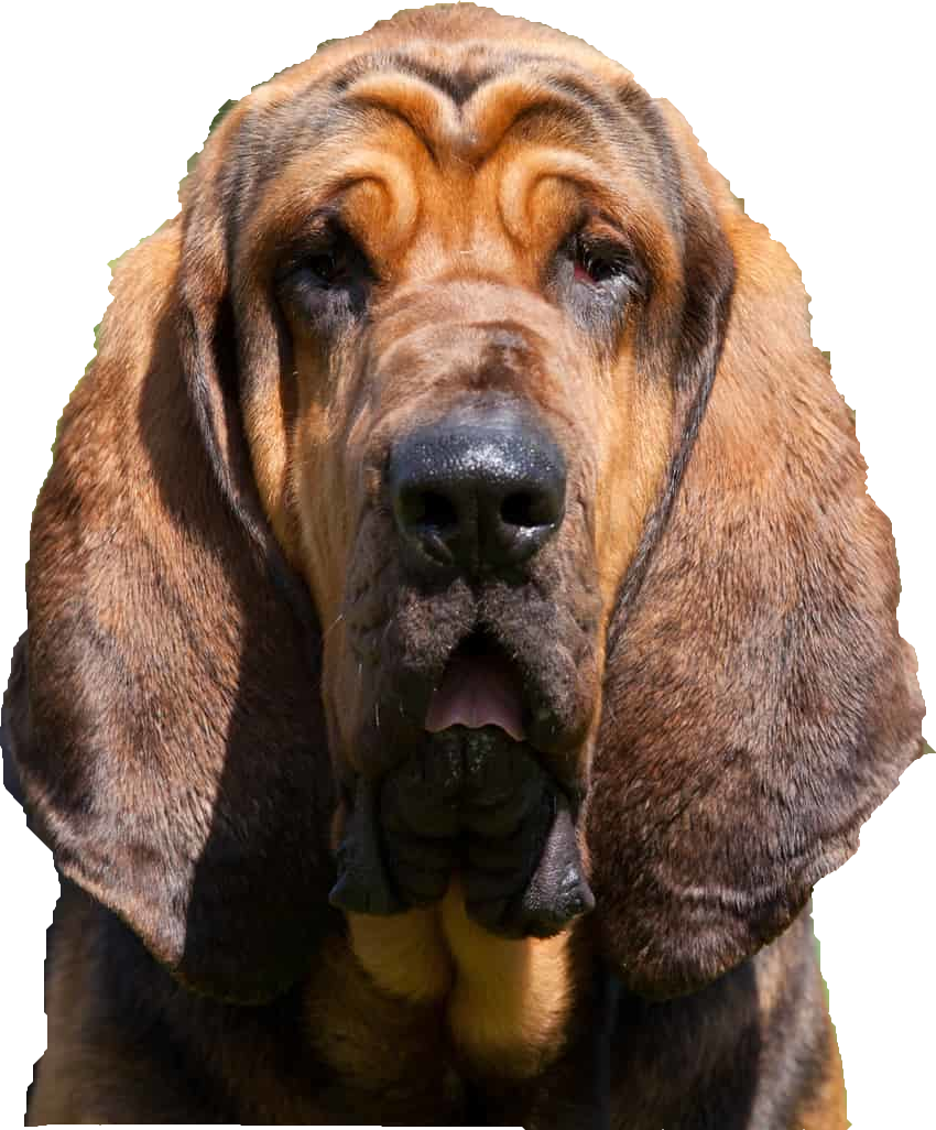 Bloodhound Dog Blank Meme Template