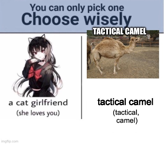 Choose wisely | TACTICAL CAMEL; tactical camel; (tactical, 
camel) | image tagged in choose wisely,meme,choose,decisions,shitpost | made w/ Imgflip meme maker