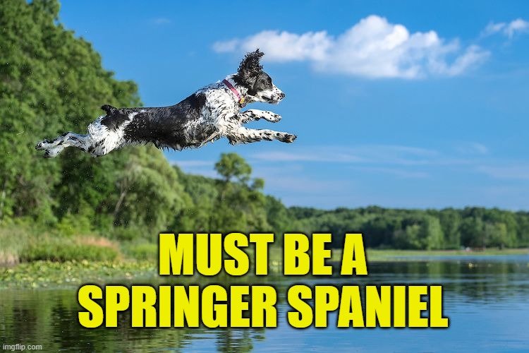 MUST BE A SPRINGER SPANIEL | made w/ Imgflip meme maker