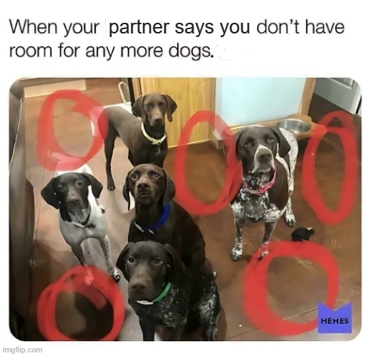 Doggie heaven | partner says you | image tagged in room | made w/ Imgflip meme maker