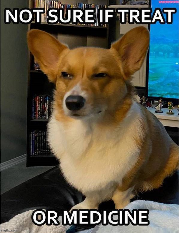 Treat? | image tagged in dogs | made w/ Imgflip meme maker