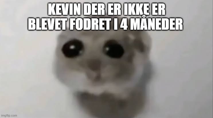 Sad Hamster | KEVIN DER ER IKKE ER BLEVET FODRET I 4 MÅNEDER | image tagged in sad hamster | made w/ Imgflip meme maker
