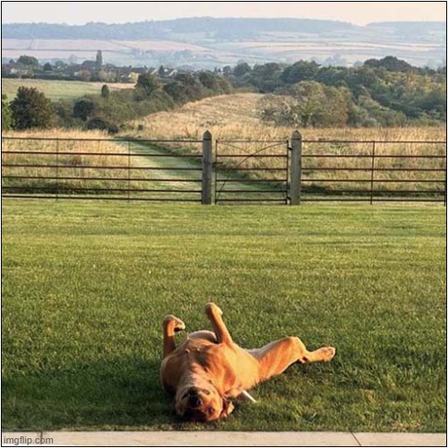 An Happy Dog ! | image tagged in dogs,happy,rolling | made w/ Imgflip meme maker