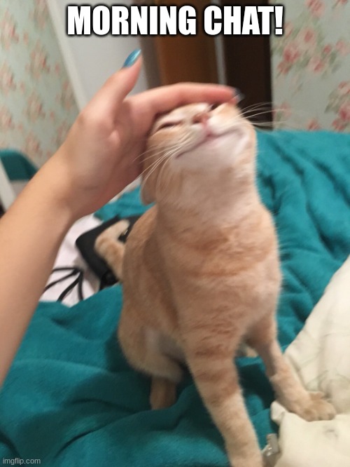 :3 | MORNING CHAT! | image tagged in cat pat | made w/ Imgflip meme maker