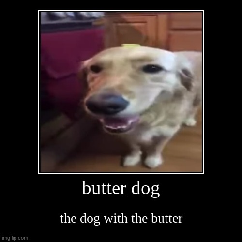 this dog got buttered | butter dog | the dog with the butter | image tagged in funny,demotivationals | made w/ Imgflip demotivational maker