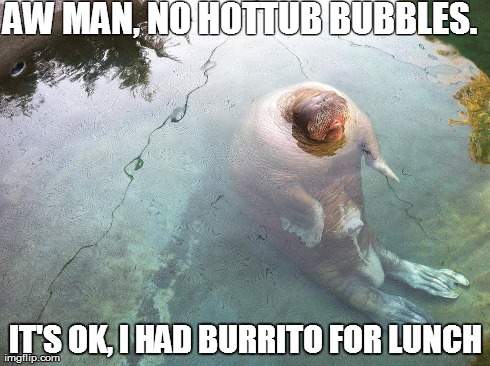 Never give burritos to dugongs | AW MAN, NO HOTTUB BUBBLES. IT'S OK, I HAD BURRITO FOR LUNCH | image tagged in memes,funny,animals | made w/ Imgflip meme maker