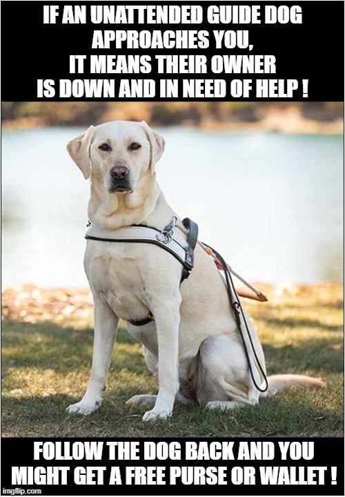 A Man's Best Friend ! | IF AN UNATTENDED GUIDE DOG
APPROACHES YOU, IT MEANS THEIR OWNER
IS DOWN AND IN NEED OF HELP ! FOLLOW THE DOG BACK AND YOU
MIGHT GET A FREE PURSE OR WALLET ! | image tagged in dogs,guide dogs,service dogs,fallen down,free stuff,dark humour | made w/ Imgflip meme maker