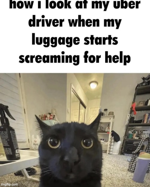 LuggageCat | image tagged in luggagecat | made w/ Imgflip meme maker