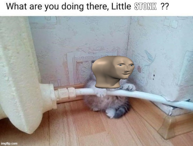 what are you doing there, little stonk? | STONK | image tagged in stonks,cats,cat,smort,meme man | made w/ Imgflip meme maker