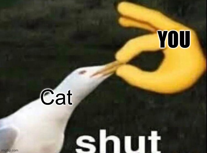 SHUT | Cat YOU | image tagged in shut | made w/ Imgflip meme maker