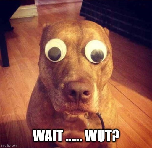 Shocked | WAIT …… WUT? | image tagged in shocked | made w/ Imgflip meme maker