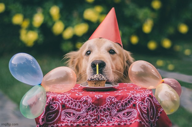 dog birthday | image tagged in dog birthday | made w/ Imgflip meme maker