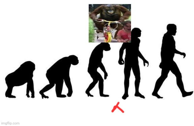 Human Evolution | image tagged in human evolution | made w/ Imgflip meme maker