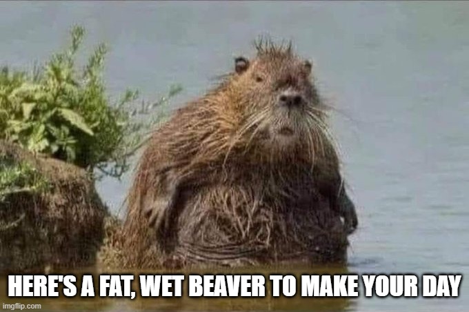 Fat Beaver | HERE'S A FAT, WET BEAVER TO MAKE YOUR DAY | image tagged in sex jokes | made w/ Imgflip meme maker