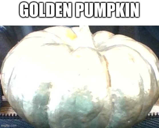 His name is bob | GOLDEN PUMPKIN | image tagged in meme,golden pumpkin | made w/ Imgflip meme maker