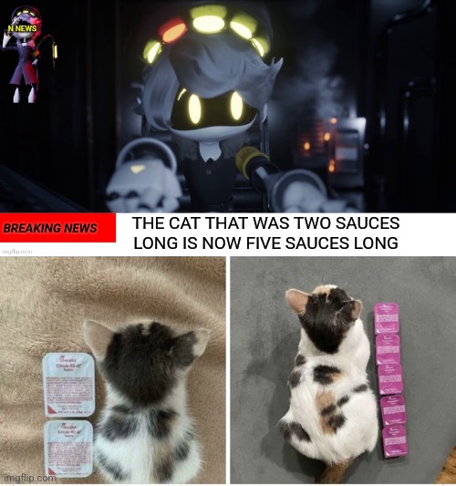 Stay tuned to be informed on such important events | THE CAT THAT WAS TWO SAUCES LONG IS NOW FIVE SAUCES LONG | image tagged in n's news | made w/ Imgflip meme maker