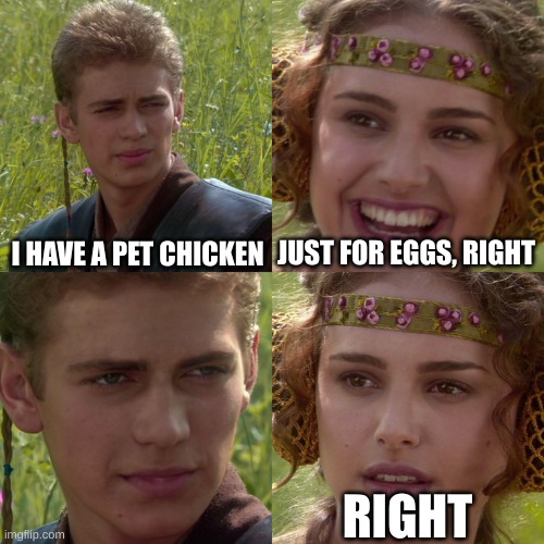 Anakin Padme 4 Panel | I HAVE A PET CHICKEN; JUST FOR EGGS, RIGHT; RIGHT | image tagged in anakin padme 4 panel | made w/ Imgflip meme maker