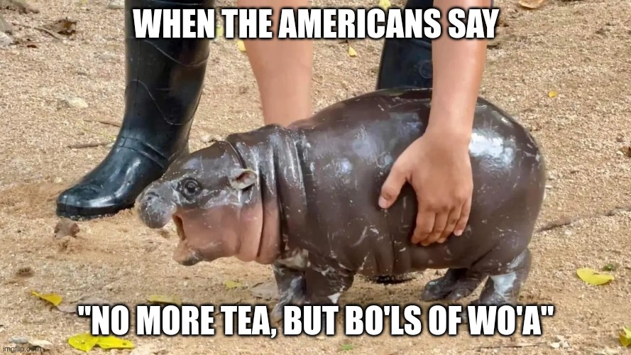 I actually respect the british tho | WHEN THE AMERICANS SAY; "NO MORE TEA, BUT BO'LS OF WO'A" | image tagged in moo deng | made w/ Imgflip meme maker