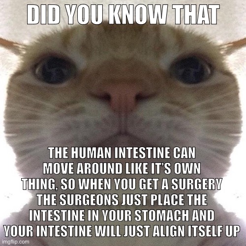 Who wants to test it | DID YOU KNOW THAT; THE HUMAN INTESTINE CAN MOVE AROUND LIKE IT’S OWN THING, SO WHEN YOU GET A SURGERY THE SURGEONS JUST PLACE THE INTESTINE IN YOUR STOMACH AND YOUR INTESTINE WILL JUST ALIGN ITSELF UP | image tagged in staring cat/gusic | made w/ Imgflip meme maker