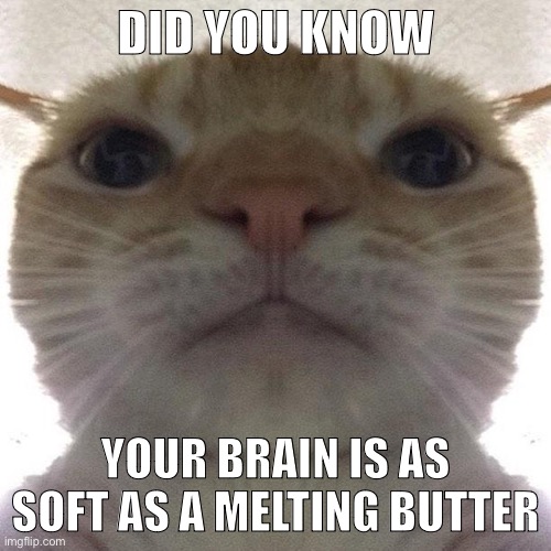 Open up :) | DID YOU KNOW; YOUR BRAIN IS AS SOFT AS A MELTING BUTTER | image tagged in staring cat/gusic | made w/ Imgflip meme maker