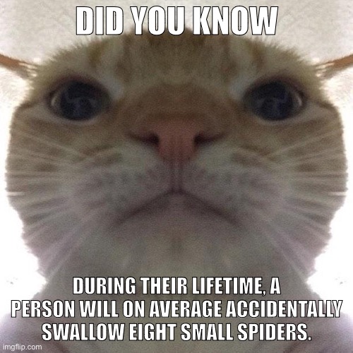 Spider cum | DID YOU KNOW; DURING THEIR LIFETIME, A PERSON WILL ON AVERAGE ACCIDENTALLY SWALLOW EIGHT SMALL SPIDERS. | image tagged in staring cat/gusic | made w/ Imgflip meme maker