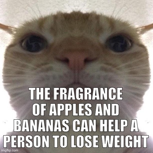 Unless they eat it | THE FRAGRANCE OF APPLES AND BANANAS CAN HELP A PERSON TO LOSE WEIGHT | image tagged in staring cat/gusic | made w/ Imgflip meme maker