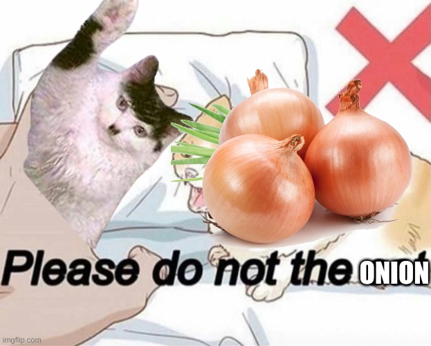 Please do not the cat | ONION | image tagged in please do not the cat | made w/ Imgflip meme maker