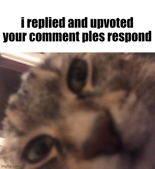 ㅤ | i replied and upvoted your comment ples respond | image tagged in cat stare | made w/ Imgflip meme maker