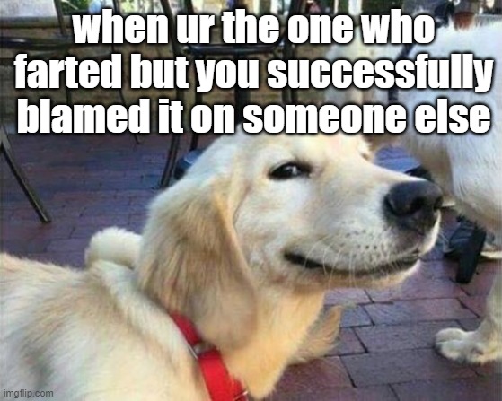 WHYY | when ur the one who farted but you successfully blamed it on someone else | image tagged in dog smiling,bruh,dog,whyyy,sad but true | made w/ Imgflip meme maker