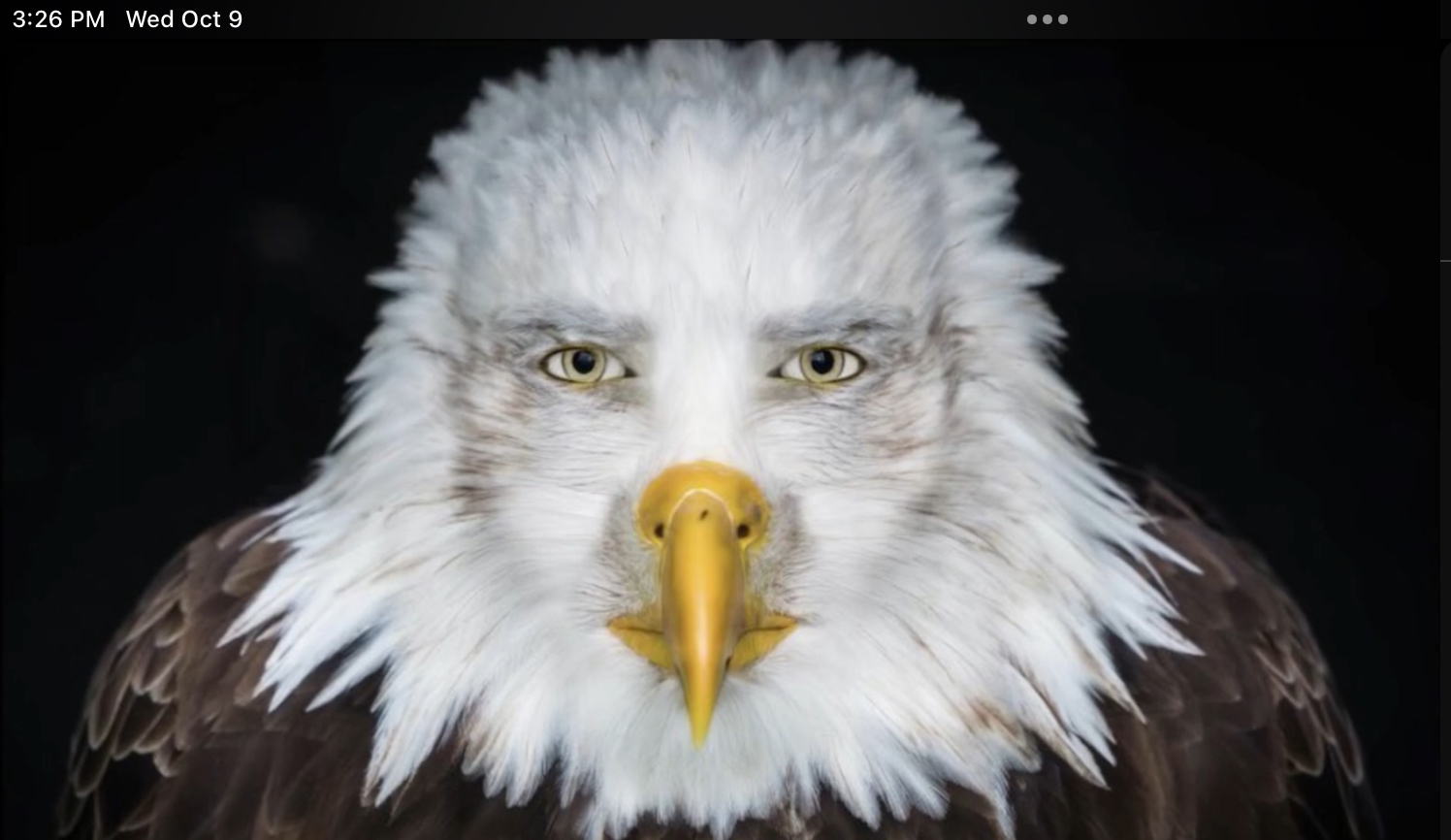 High Quality eagle stare Blank Meme Template