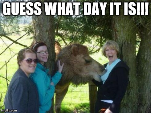 Hump Day . . . | GUESS WHAT DAY IT IS!!! | image tagged in boobs | made w/ Imgflip meme maker